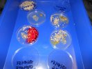 Boîtes de pétri avec agar / expériences régime alimentaire modifié
